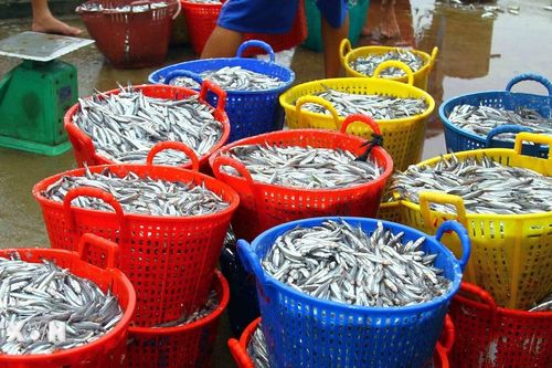 Ngư dân Quảng Bình trúng đậm cá cơm, thu về cả trăm triệu đồng mỗi ngày
