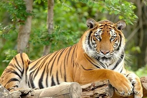 Indonesia hy vọng có thêm bằng chứng loài hổ Java chưa tuyệt chủng
