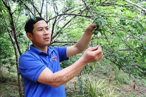 Tháng Thanh niên 2024: Bí thư Chi đoàn gương mẫu, làm kinh tế giỏi