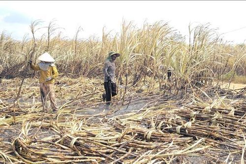 Gia Lai: Kịp thời hỗ trợ người dân thu hoạch diện tích mía bị cháy