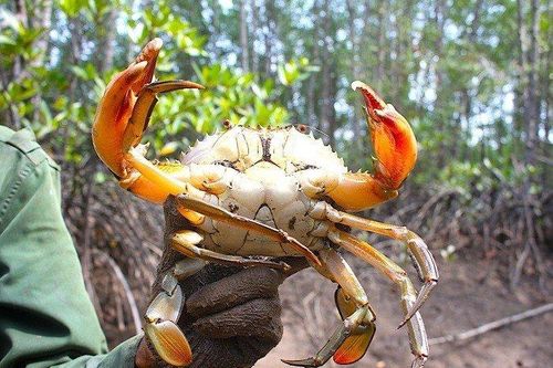 Cà Mau: Kiểm tra, khắc phục tình trạng cua chết