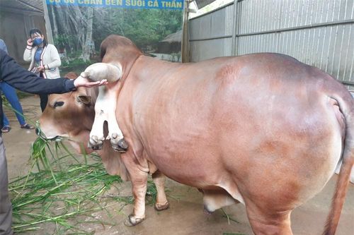 Độc lạ: Bò 6 chân kỳ quái ở Thanh Hóa