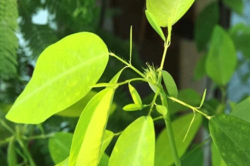 Kỳ lạ cây biết nhảy múa khi nghe thấy âm thanh, hóa ra ở Việt Nam có rất nhiều