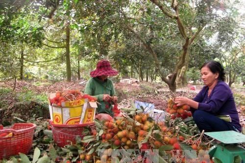 Economic Watch: Vietnamese farmers eye multibillion-dollar Chinese market
