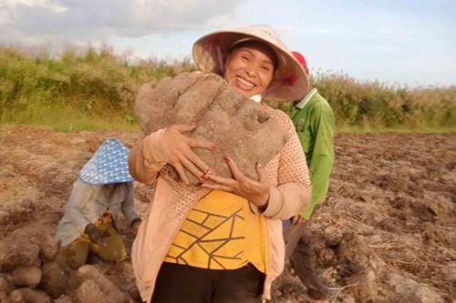 Nông dân Kiên Giang thu lời hàng trăm triệu đồng từ trồng khoai