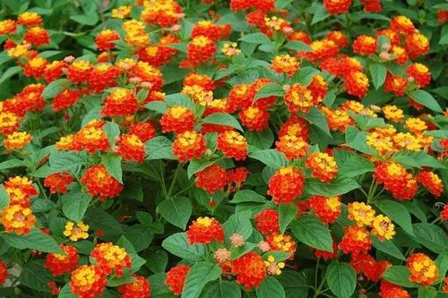 Vị thuốc hay từ cây hoa ngũ sắc