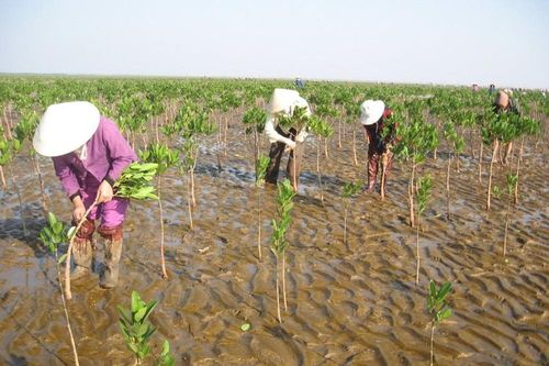 Thực hiện chương trình ứng phó biến đổi khí hậu và tăng trưởng xanh dưới góc nhìn kiểm toán