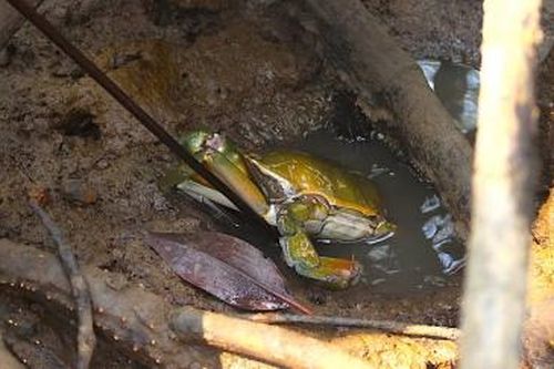 Nghề móc cua rừng