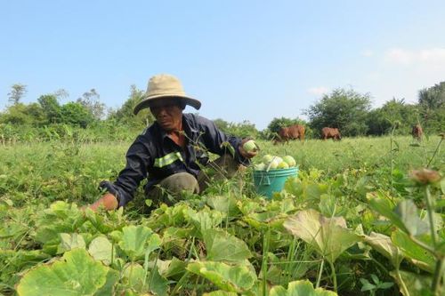 Xã Vạn Khánh: Vào mùa thu hoạch dưa lê