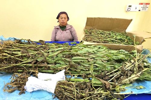 Bắt đối tượng trồng trái phép gần 800 cây thuốc phiện
