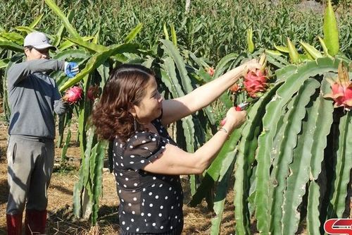 Mai Sơn đẩy mạnh kinh tế đối ngoại