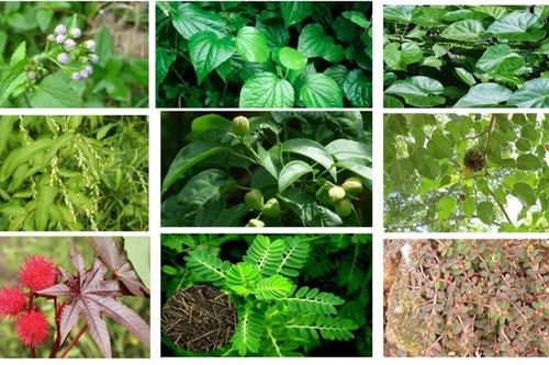 Chế phẩm sinh học từ thực vật bản địa thay thế hóa chất bảo vệ thực vật