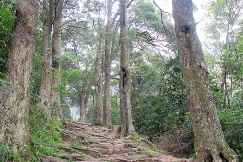 Quảng Ninh: Cơ hội khai thác du lịch từ Cây di sản