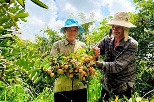 'Giải mã' thành công trên những vựa cây ăn trái tiền tỷ thẳng cánh cò bay ở Xuyên Mộc