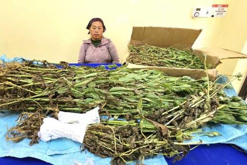Người phụ nữ trồng 799 cây thuốc phiện xen lẫn trong vườn cải Mèo