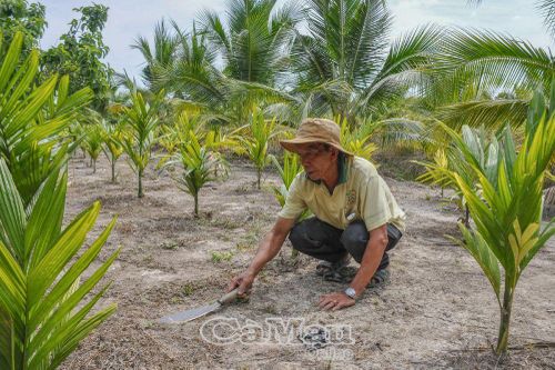 Cựu chiến binh chịu khó làm giàu