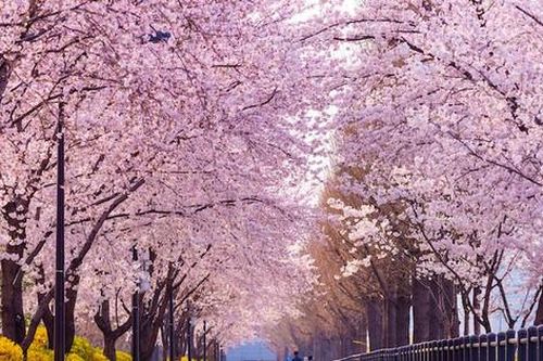 Mùa hoa anh đào ở Hàn Quốc và Nhật Bản đã bắt đầu