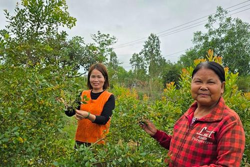 Hái 'lộc rừng' trên dãy Hoành Sơn