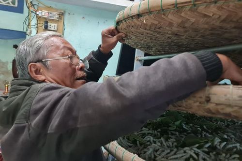 Những người nông dân vực dậy nghề trồng dâu, nuôi tằm