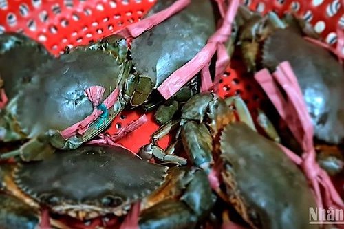 Khẩn trương kiểm tra, khắc phục tình trạng cua chết tại Cà Mau