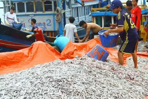 Quảng Bình: Ngư dân trúng đậm cá cơm