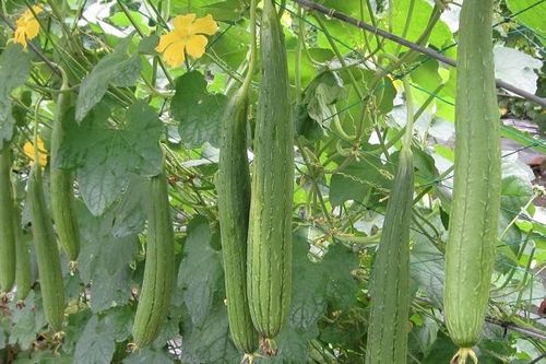 Trồng mướp vừa bán quả, vừa bán xơ anh nông dân thu 300 triệu