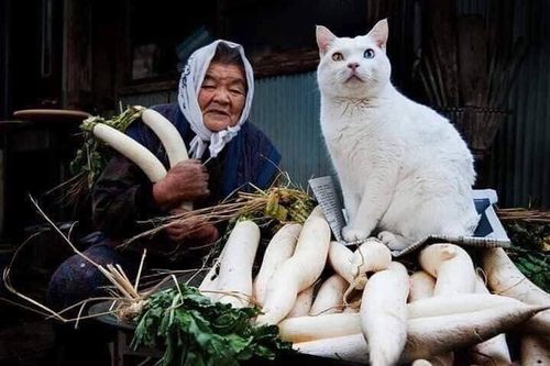 'Mối tình' giữa người và mèo lấy đi nước mắt hàng triệu người