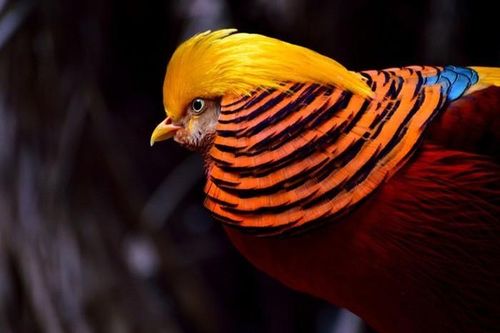 Sững sờ những loài chim kỳ quặc như 'xuyên không' đến Trái Đất