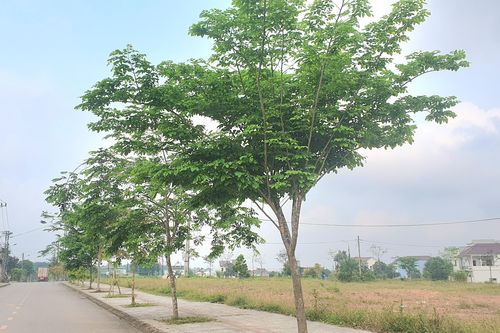 Quảng Trị rà soát các dự án trồng, chăm sóc cây xanh theo yêu cầu của Bộ Công an