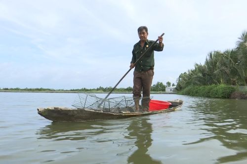 Người nuôi cua ở Cà Mau đứng ngồi không yên vì cua chết hàng loạt