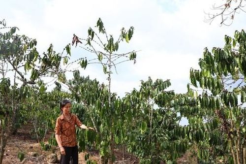 Vùng bị thiệt hại nặng nhất giữa mùa nắng hạn khốc liệt ở Lâm Đồng