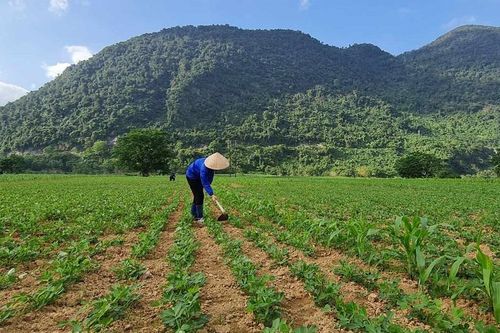 Điều tra vụ cung ứng gần 20 tấn nghi lạc giống giả cho nông dân ở Quảng Bình