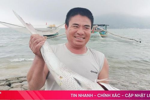 Ngư dân Cẩm Xuyên nhộn nhịp ra khơi, mang về nhiều 'lộc biển'