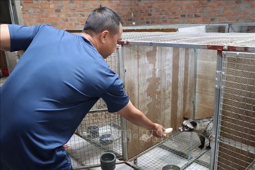 Nuôi chồn hương – hướng phát triển kinh tế mới