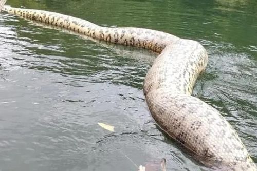 Phát hiện trăn Anaconda khổng lồ dài 8 mét, nặng 200kg chết trên sông