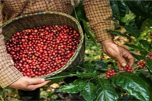 Cơ hội xuất khẩu cà phê sang thị trường Tunisia