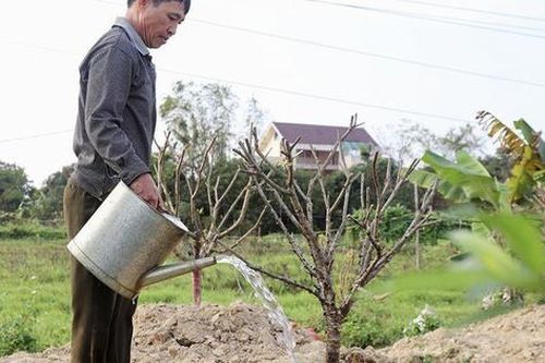 Thủ phủ đào Hà Nội: Phai dần theo năm tháng?
