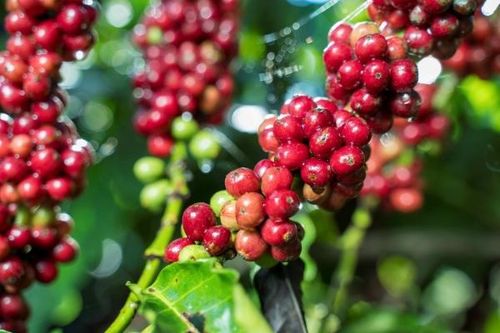Giá cà phê phá vỡ kỷ lục, nhiều nhà buôn Việt Nam vào tình huống 'việt vị'