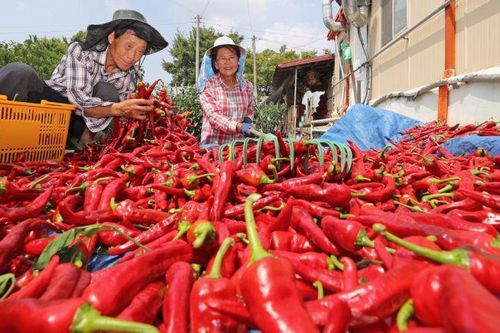 Các mặt hàng thực phẩm xuất khẩu của Việt Nam vào Hàn Quốc không đạt tiêu chuẩn sẽ trả lại hoặc tiêu hủy