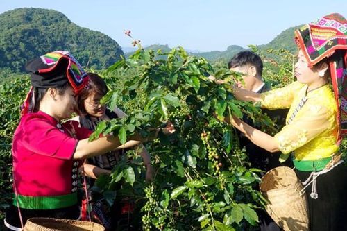 Thử nghiệm mô hình kinh doanh tuần hoàn trong canh tác cà phê và lúa gạo
