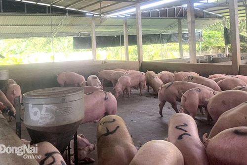 Nguy cơ siêu nhập khẩu các sản phẩm chăn nuôi
