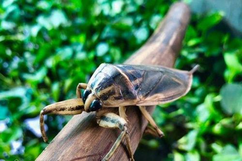 Nhớ rận rồng ruộng lúa