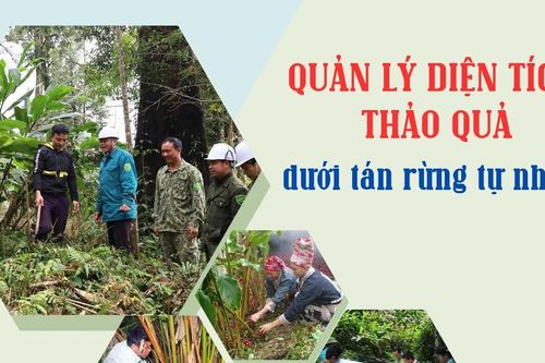 Quản lý diện tích thảo quả dưới tán rừng tự nhiên