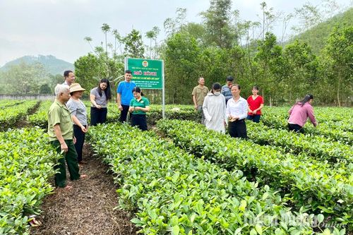Hội Nông dân tỉnh giải ngân 1,5 tỷ đồng thực hiện 3 dự án kinh tế