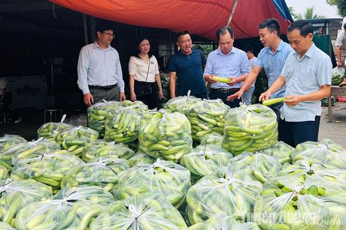 Đánh giá mô hình liên kết sản xuất và tiêu thụ dưa chuột ta vụ đông xuân năm 2024