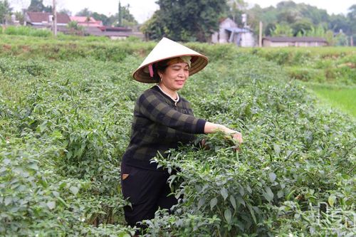 Tăng thu nhập nhờ chuyển đổi cơ cấu cây trồng