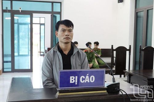 Bị phạt 15 tháng tù giam vì khai thác rừng phòng hộ