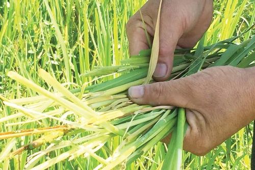 Lúa đang làm đòng, trổ bị sâu bệnh gây nguy hiểm