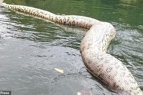 Vừa được tìm thấy tháng trước, con trăn khổng lồ nặng 200kg dài gần 8m đã bị bắn gục