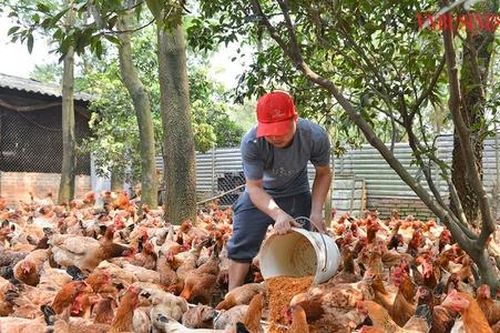 Nuôi gà bằng thảo dược, HTX không lo đầu ra, thu cả tỷ đồng mỗi năm